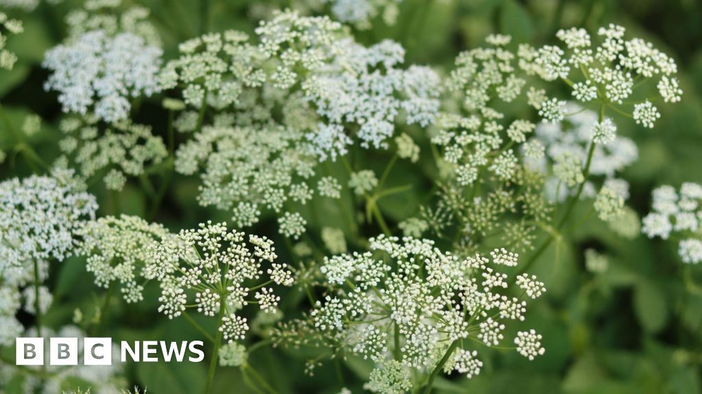 Sully Island: Forages rescued after potentially eating hemlock
