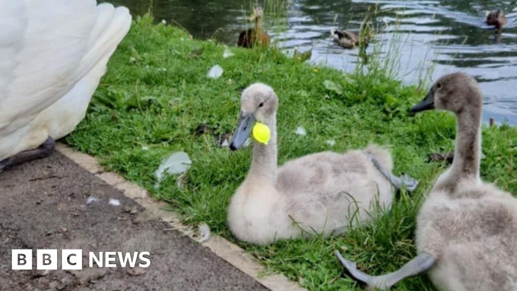 Cygnet in Carlisle killed by discarded fishing tackle at pond