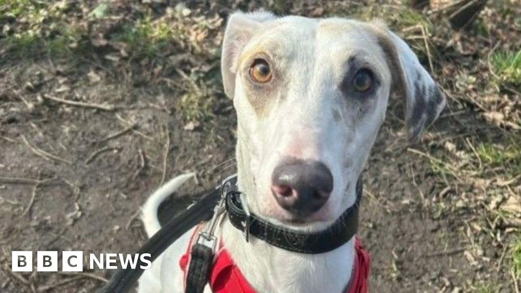 West Yorkshire dog waits 200 days for forever home