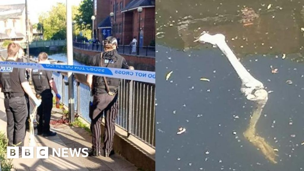 Essex Police say 'bones' found in Chelmsford river 'not human'