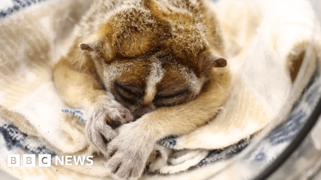 London Zoo: Primates' tiny teeth treated