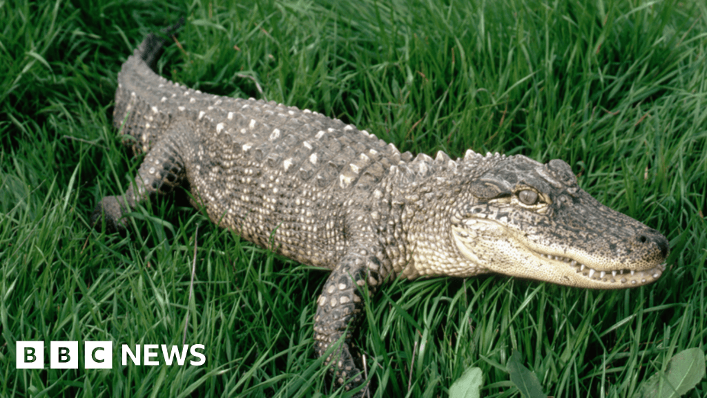 Rotherham man fined for keeping pet alligator called Cliff in garden