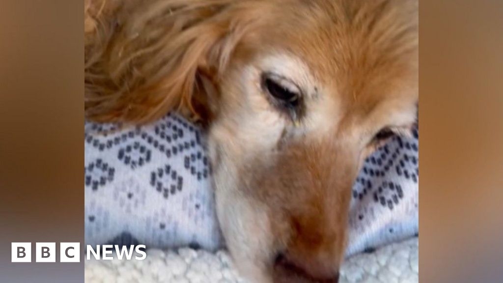 Two starving dogs rescued in Wychavon by wardens