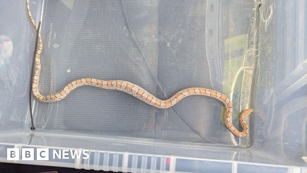 Snake on the loose found in Greenwich fish and chip shop