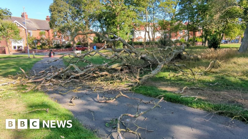 Dozens of diseased trees in Northumberland park to be felled