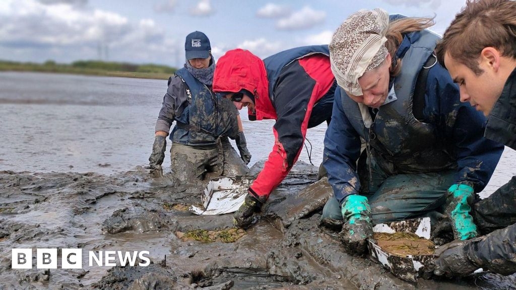 Seagrass planted in River Tees estuary to revive lost meadow