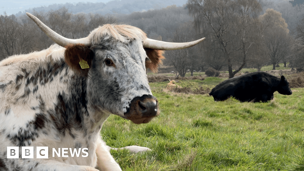 Inside the Leicestershire country park with mixed herd of cattle