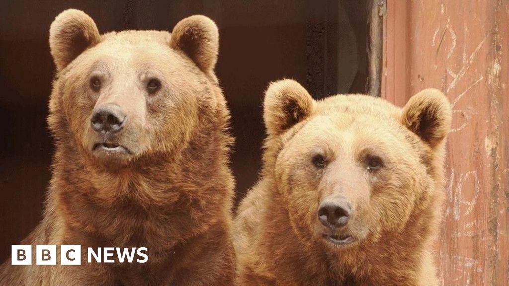 Meet the Isle of Wight carpenter behind rescued bears enclosure