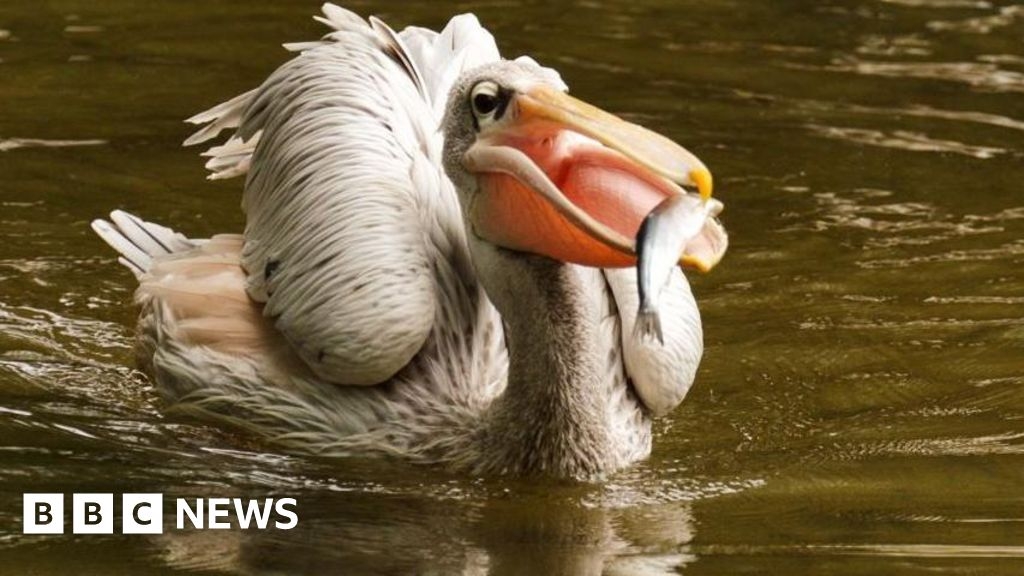 Gloucestershire in pictures: Pelicans, dancing and spring snaps