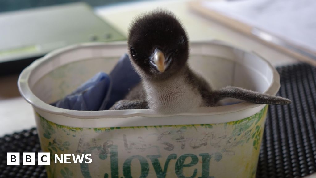 Whipsnade Zoo hand rears endangered rockhopper penguin chick