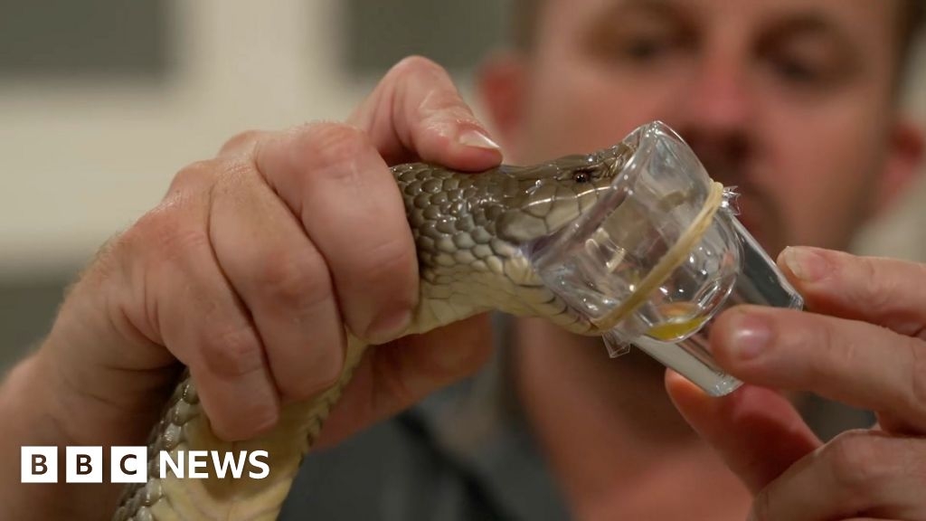 The poison paradox: How Australia's deadliest animals save lives