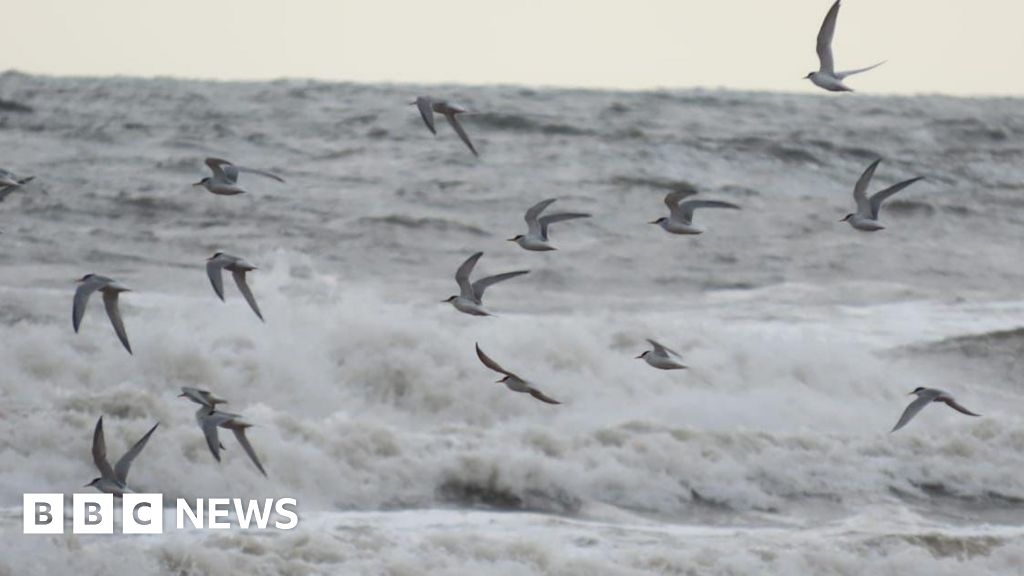 Seaton Carew beach filled with little tern nests