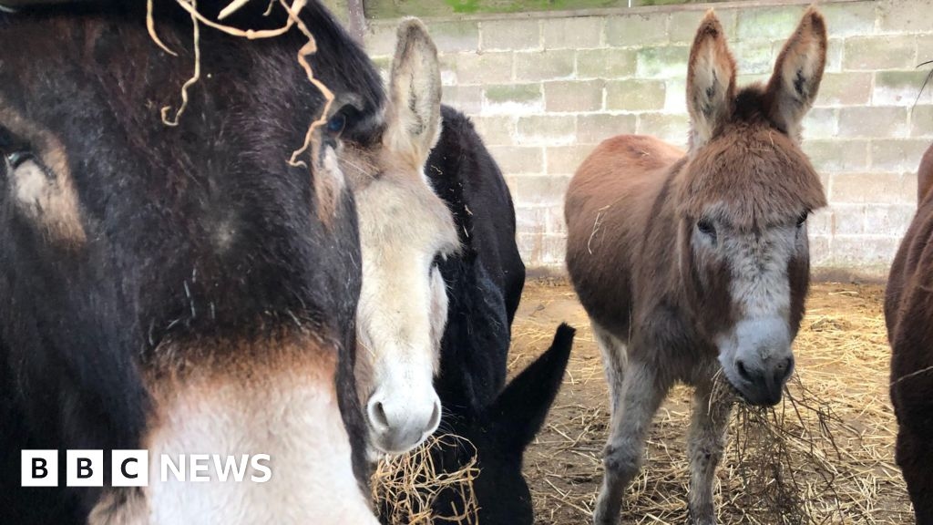 Guernsey Donkey Derby returns for its 54th year