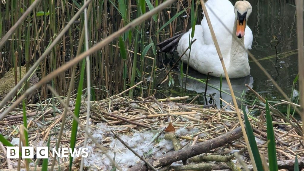 Milton Keynes swan eggs destroyed by vandals again