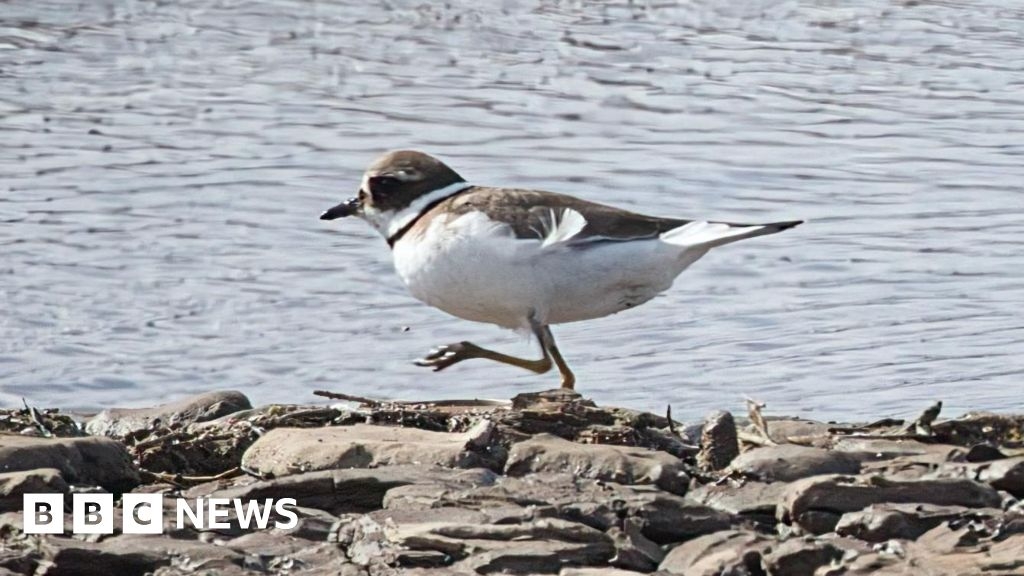 Dogs threatening Landguard Nature Reserve birds, says ranger