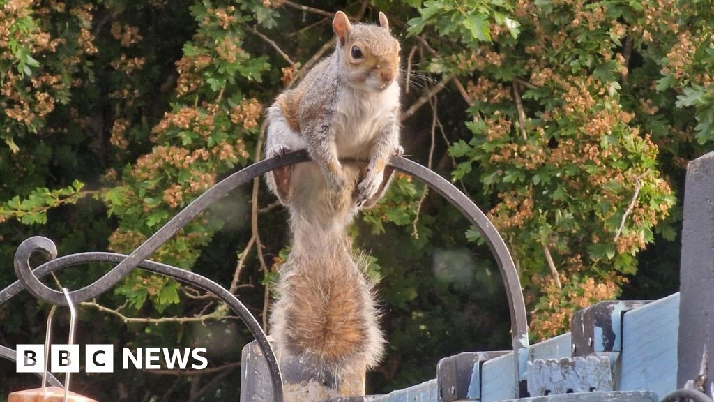 Your photos of the West Midlands: Rain, wildlife and a postbox topper