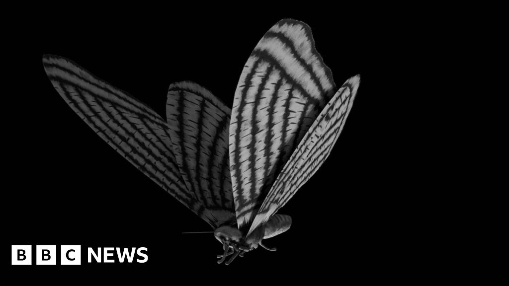 Nature reserve's moths help composer make new music