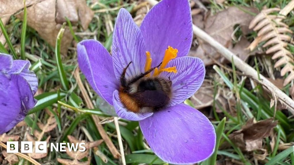 Nottingham crocus is focus of conservation effort