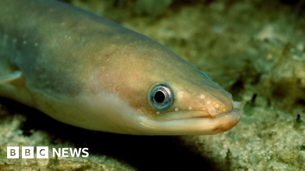 Outdated River Leven pass to help eels migrate to be replaced