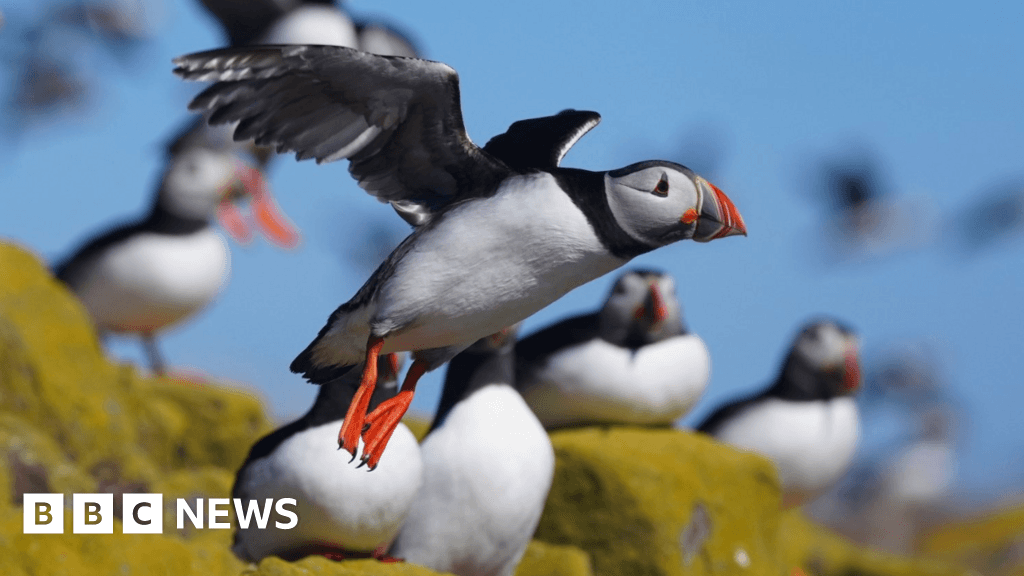 Jersey seabird reserve to protect puffins gets go-ahead