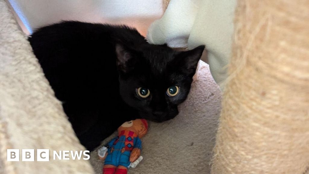 Kent: Kittens found in box near Canterbury orchard