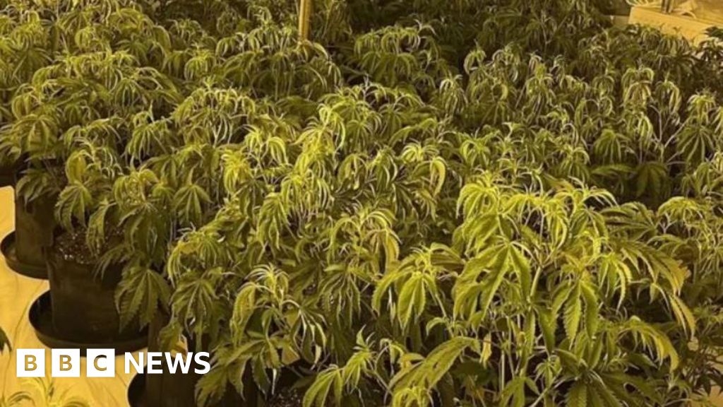 Vehicle search leads to three arrests after drugs farm discovery