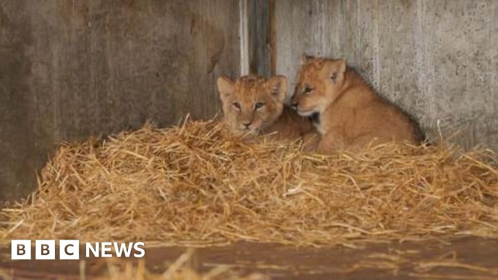 Clean bill of health for inbred Yorkshire Wildlife Park lion cubs