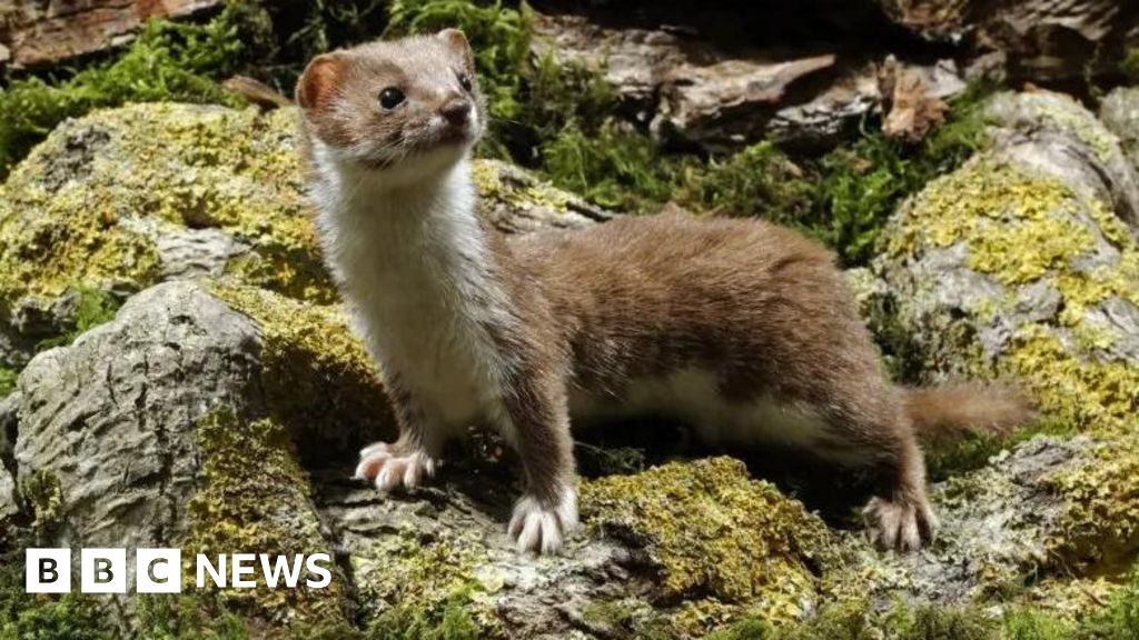 Wildlife experts report weasel spotted on St Mary's