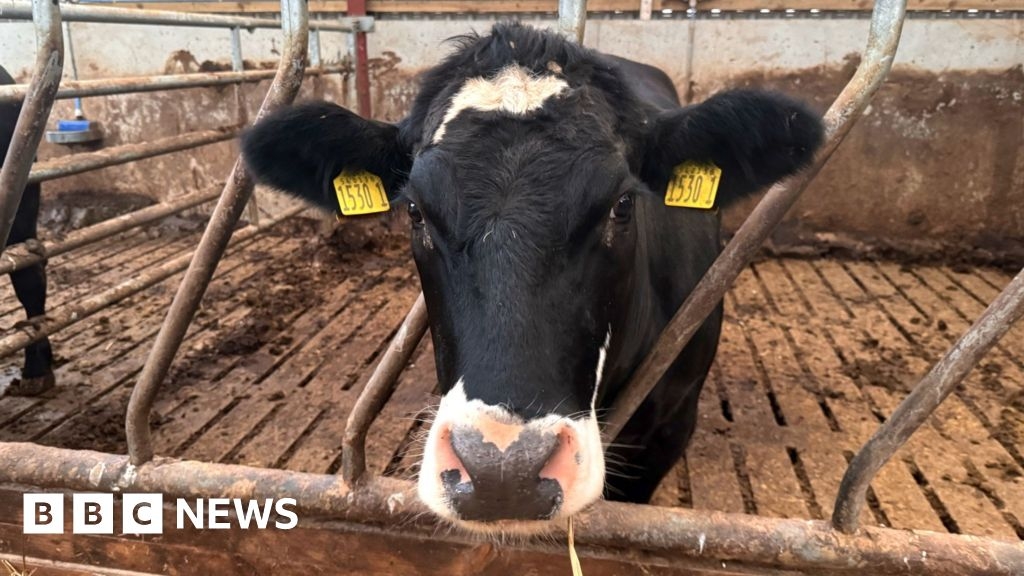 Farm animal thefts in Northern Ireland linked to organised crime