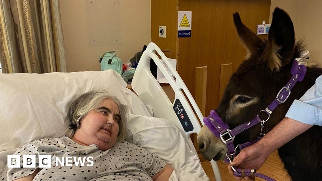 Donkey makes hospice patient's 'wish come true'