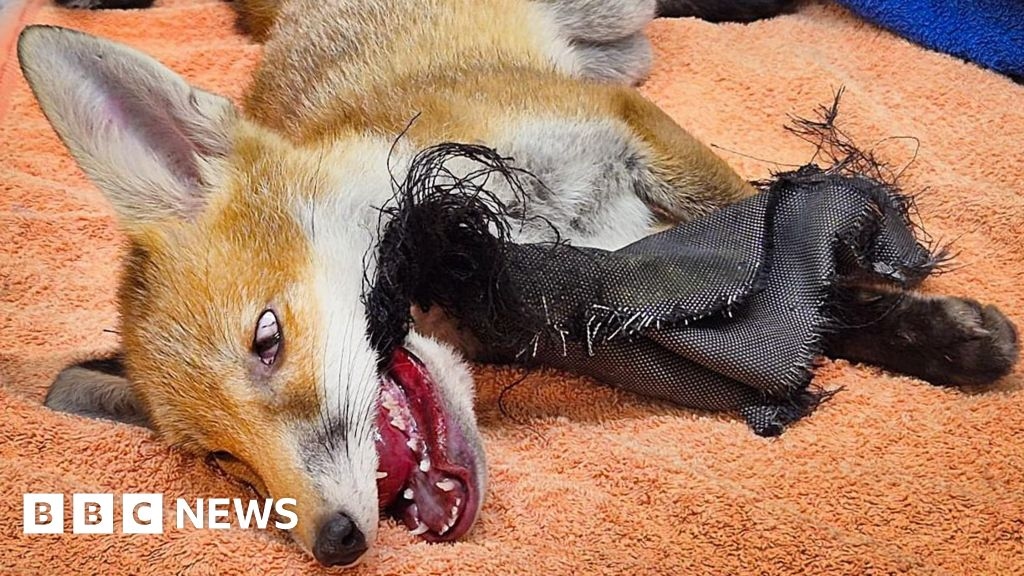 Tongue-tied fox gets wrapped up with washing cover in Essex