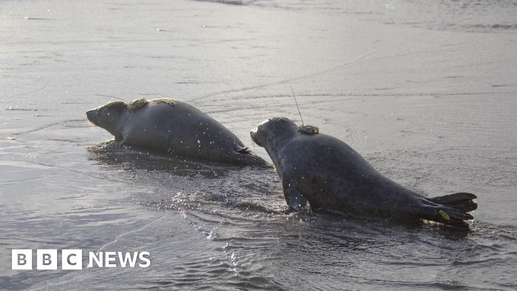 Rehabilitated seals from Cornish Seal Sanctuary tracked using GPS