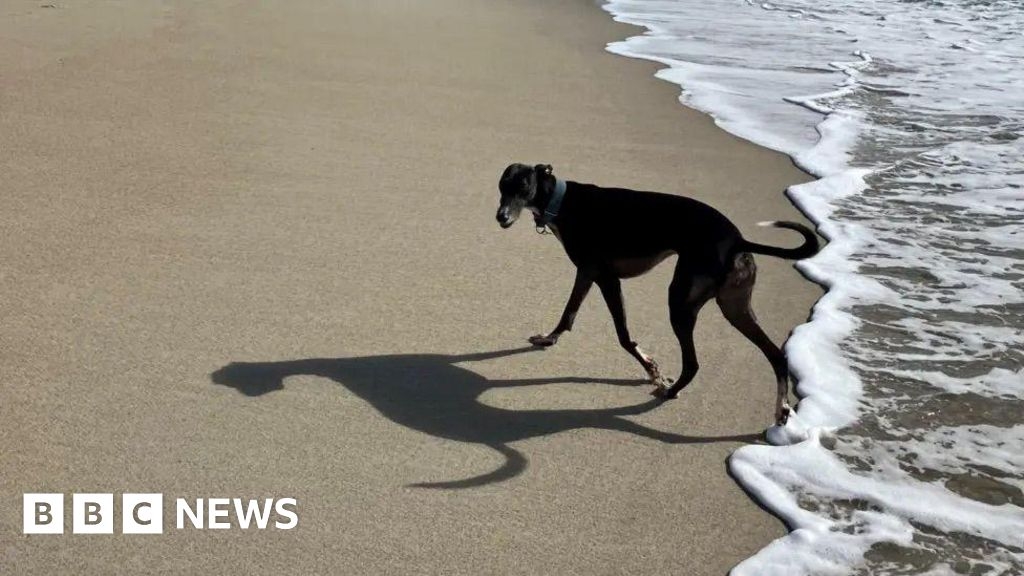 Public reminded of dog restrictions on Cornwall beaches
