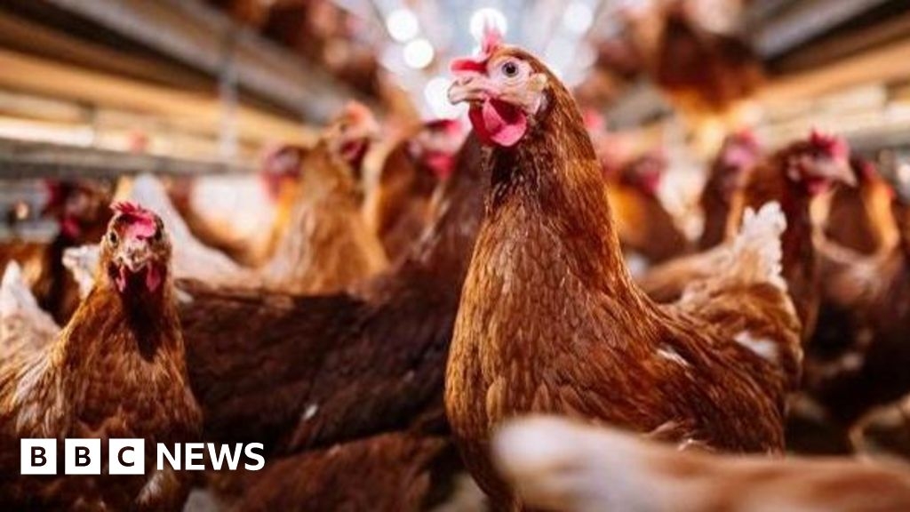 AI technology for egg farms gets £2.6m funding boost
