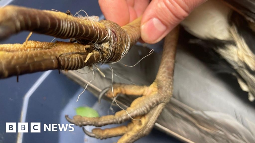 Heron tangled in fishing wire released back into wild