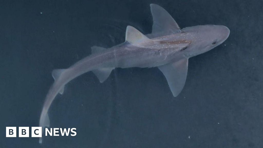Belfast: Connswater shark sighting was 'quite a surprise'