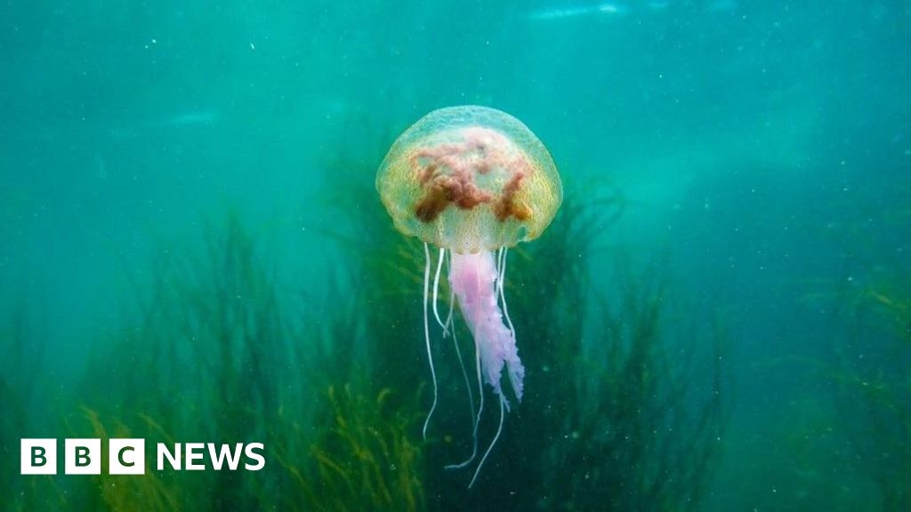 How Devon and Cornwall warming seas are altering the food chain