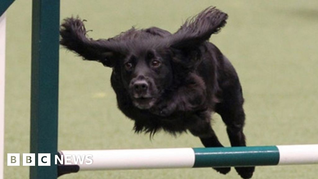 Ross-on-Wye spaniel Kima in Crufts showdown with daughters