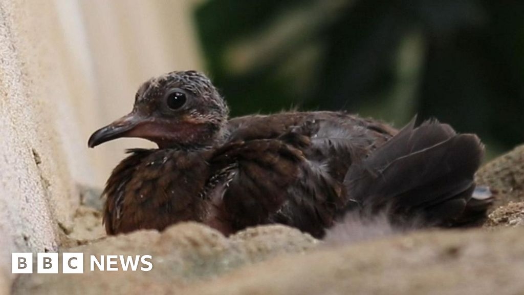 Extinct-in-the-wild Socorro dove chicks hatch at London Zoo