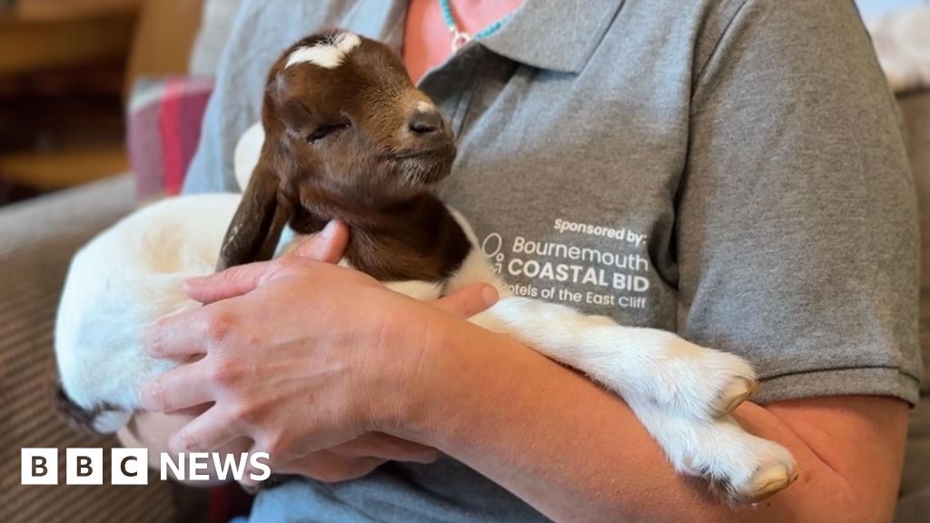 Goat kid born prematurely 'beats odds' to join Bournemouth herd