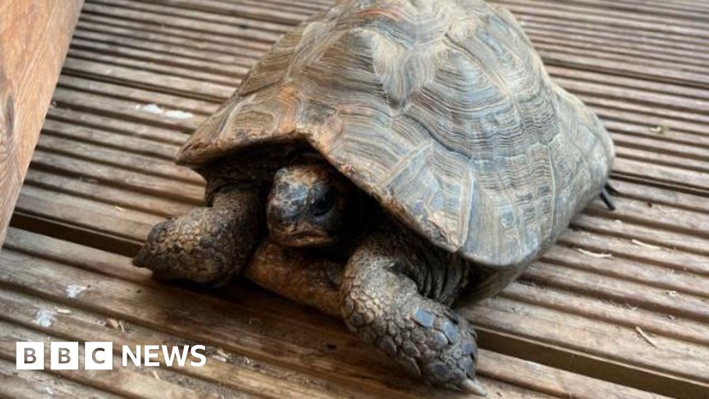 Stolen tortoise's owner 'worried sick'