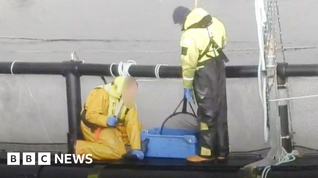 Skye salmon farm suspended by RSPCA over alleged abuse videos