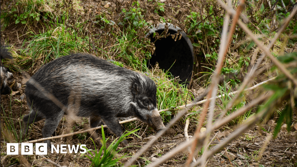 Jersey Zoo's new home for 'critically endangered' pigs