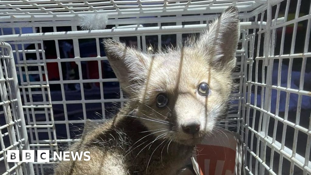Moment fox cub trapped in storm drain is reunited with his mum
