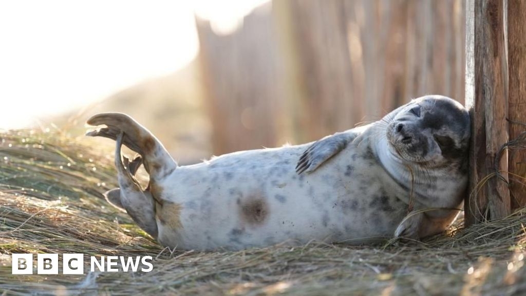 Bird flu again found in seals at Blakeney Point
