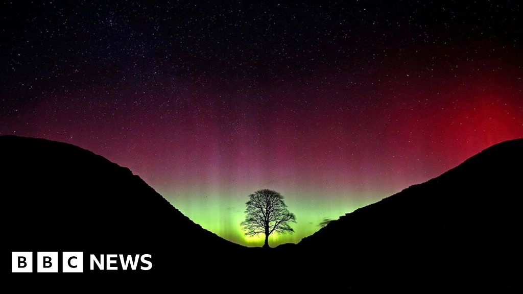 The park ranger who alerted world to Sycamore Gap tree's fate