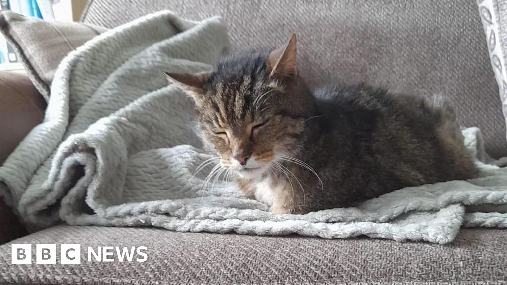 Cat found at Drax Power Station settles into new home