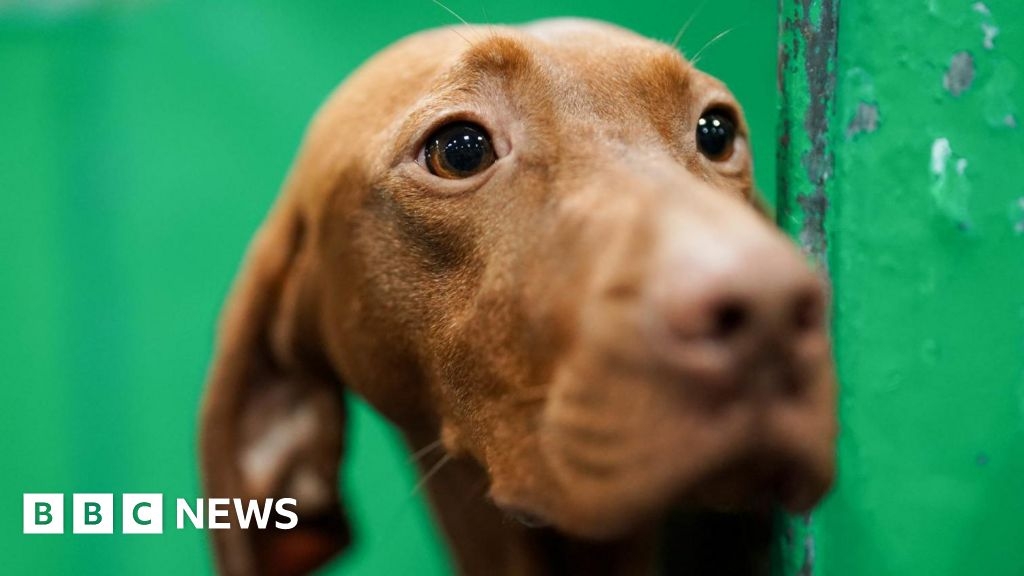 Dog killed by air rifle wound in Undley near Lakenheath