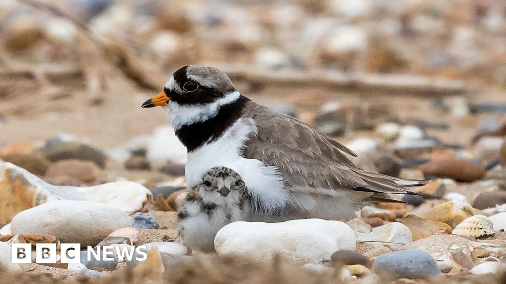 Snettisham and Heacham ringed plover nesting sites vandalised