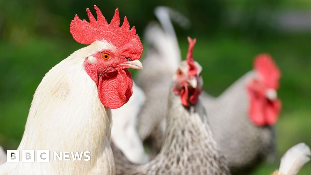 Two arrests and birds seized in Bradford in cockfighting probe